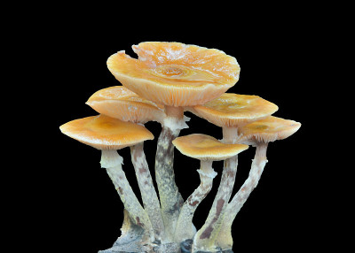 食用菌(Kuehneromyces mutabilis)