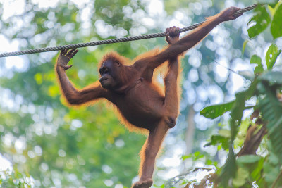 红毛猩猩或者叫pongo pygmaeus