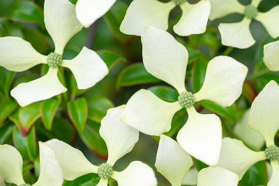 山茱萸在夏季开花。花近距离