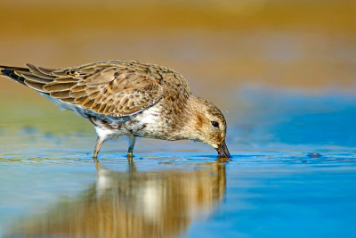 水鸟和五彩缤纷的大自然背景。常见的水鸟:鹬。Calidris ferruginea。