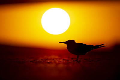 沙滩上，一只皇家燕鸥在夕阳的映衬下勾勒出轮廓。
