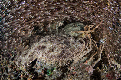 流苏Wobbegong