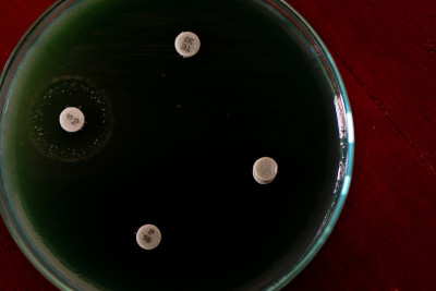 微生物实验室药物测试。