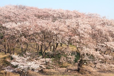 日本横滨根岸中心公园的樱花