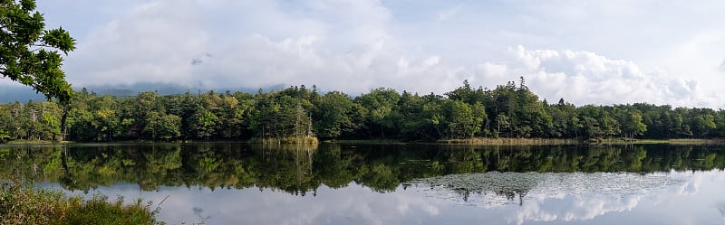 知床五湖中的森林全景