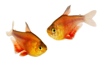 成群的橙色红色火焰Tetra Hyphessobrycon flammeus里约热内卢四种热带水族鱼