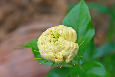 阿拉伯茉莉花(茉莉花sambac)花在树上