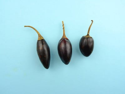 干拨浪鼓墨西哥辣椒，也被称为卡斯卡贝尔辣椒和拨浪鼓辣椒在浅蓝色的背景