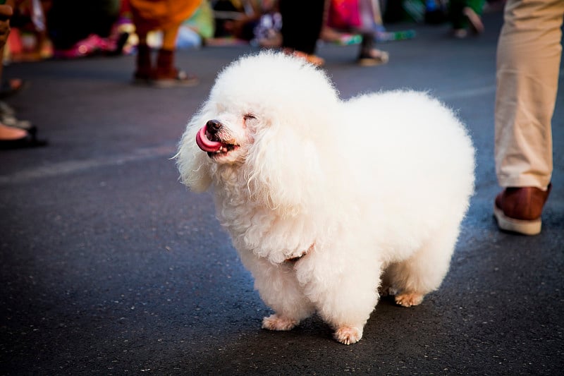 白色的贵宾犬