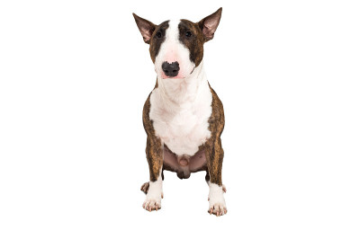 斗牛犬被白色隔离