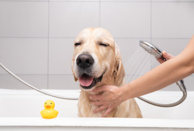 女孩用泡泡浴给狗洗澡。美容师用淋浴给他的金毛猎犬洗澡