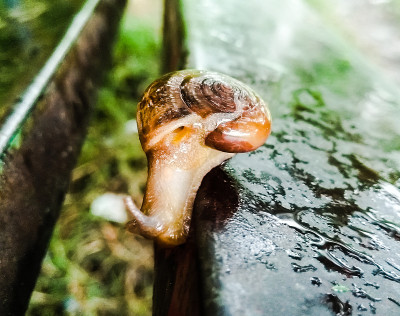 一张背景模糊的蜗牛图片