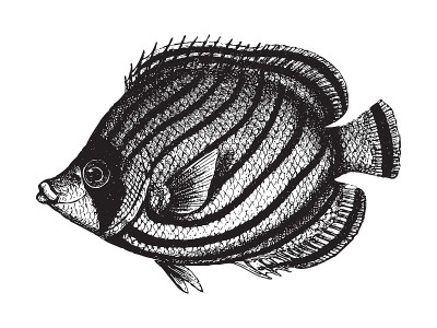 潦草的蝴蝶鱼(Chaetodon Meyeri) -复古插图