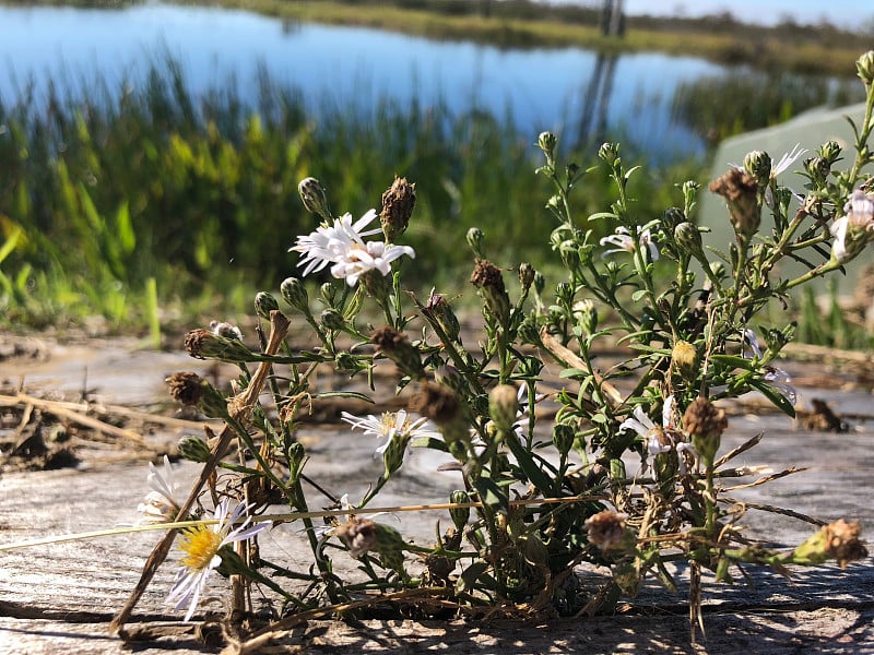 雏菊和木路