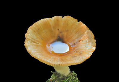 食用蘑菇