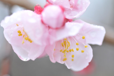 梅花