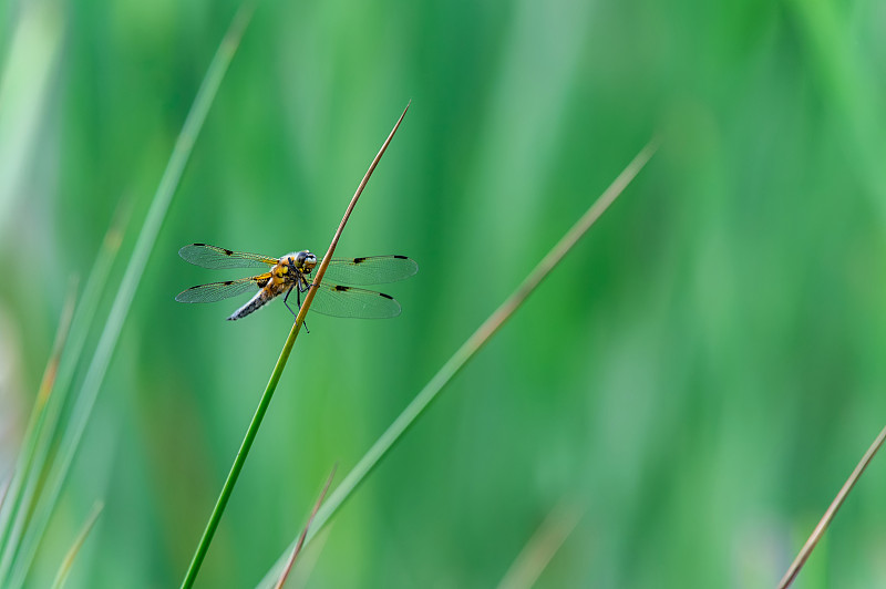 四斑点蜻蜓(Libellula quadrimaculata)在草的叶片上，很好的特写和细节。