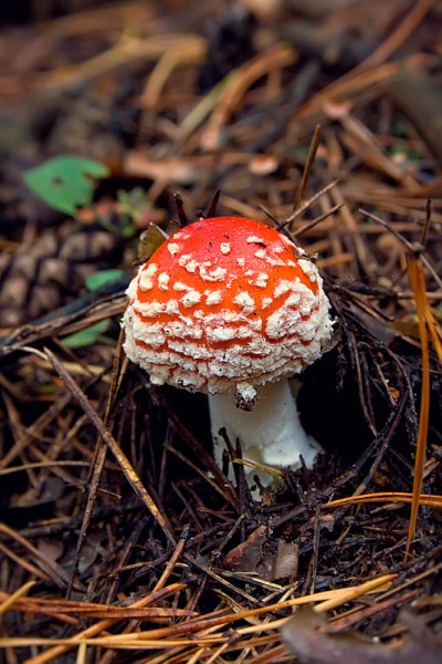 毒蘑菇