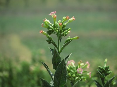 烟草