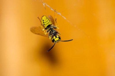 蜜蜂