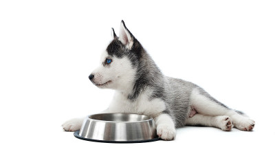 西伯利亚哈士奇犬的幼犬靠着圆形的盘子躺着。