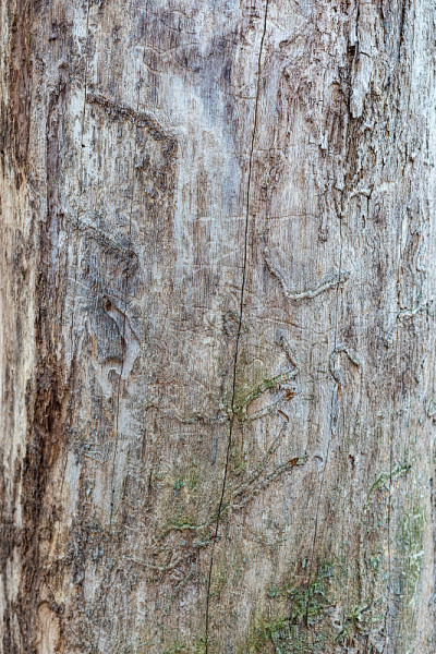 无树皮老树的纹理