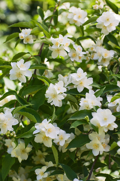 茉莉花