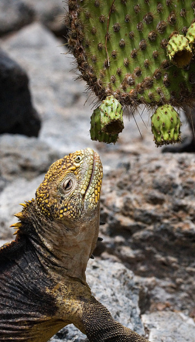 The land iguana eats a cactus.