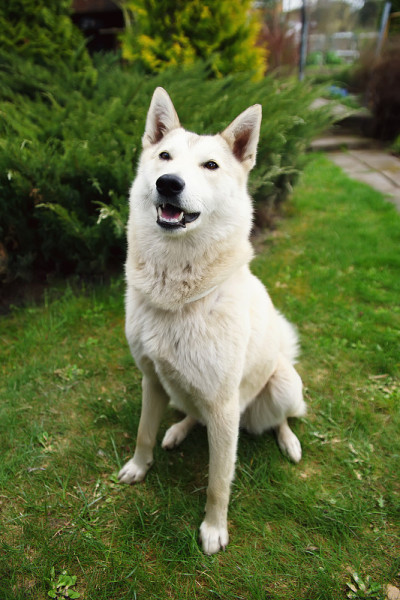 西西伯利亚莱卡犬坐在花园里的草地上