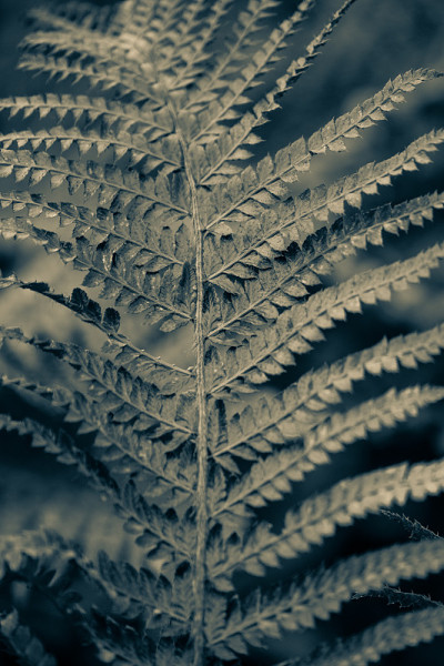 植物