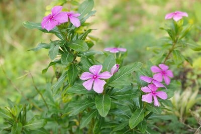 Zinnia