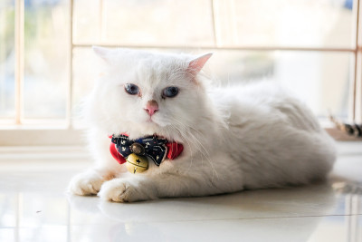 白色的波斯猫