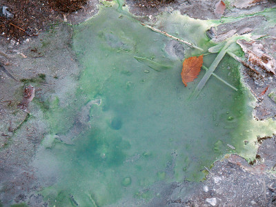 温泉中的蓝藻微生物垫