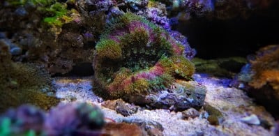 迷你地毯海葵-(绒毡层绦虫)
