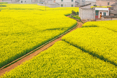 风景如画的鸟瞰图，一条泥泞的小路在芥菜田。