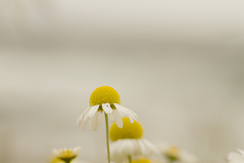 洋甘菊花近