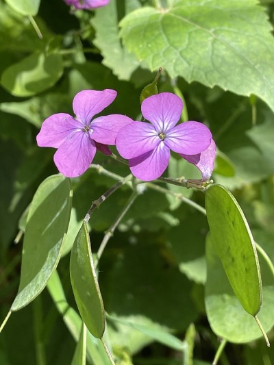 紫色的花