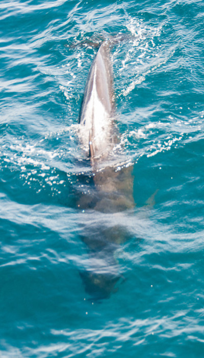 Long-finned Pilot Whales