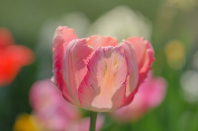 粉色鹦鹉郁金香花在花园里