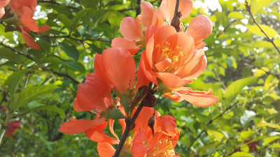 春，纽约曼哈顿中央公园的莎士比亚花园中盛开的木瓜(Maule’s Quince或Japanese Q