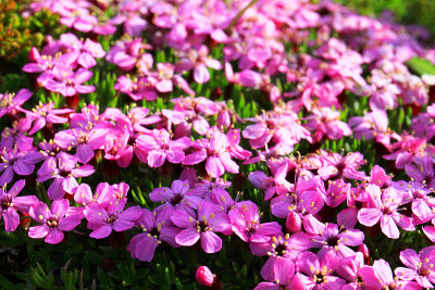 冰岛Hvitarvatn湖区的植物群