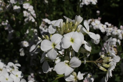 “Dame's Rocket”花——母花念珠菌