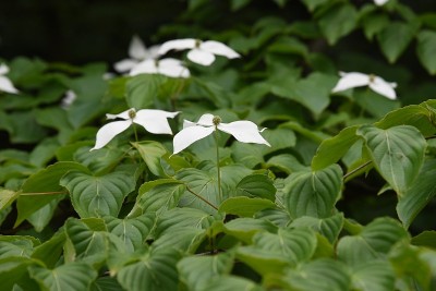库萨山茱萸花