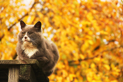 秋天背景上的猫。秋天