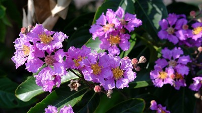 皇后紫薇花或小花紫薇