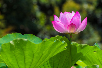 莲花