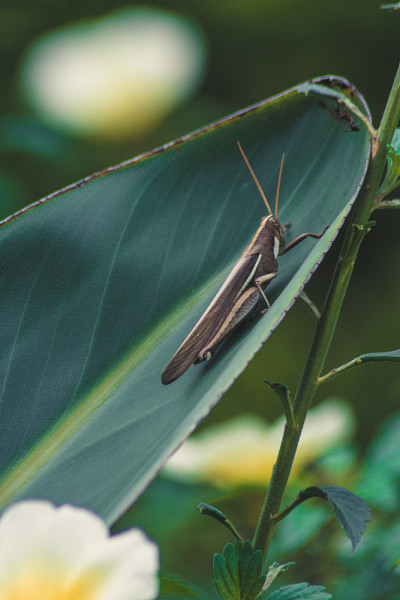 Caelifera