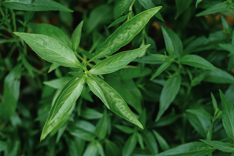 穿心莲或穿心莲是泰国中草药中草药有机植物的叶子