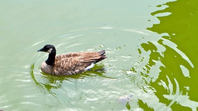 动物鸭