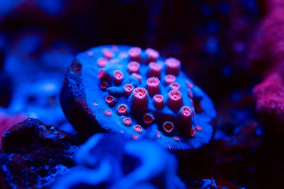 海洋水族馆里美丽多彩的珊瑚。
